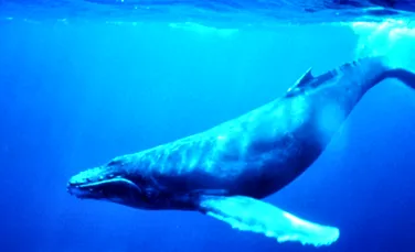 O balenă extrem de rară a fost filmată în apropiere de Norvegia (VIDEO)