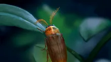 Un gândac vechi de 100 de milioane de ani nu seamănă cu niciun alt animal viu sau dispărut