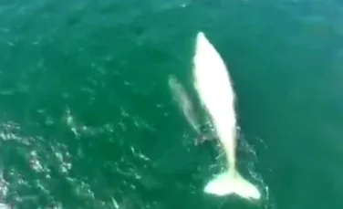 O balenă extrem de rară a fost văzută din nou după şapte ani. A adus cu ea şi o surpriză  – FOTO+VIDEO