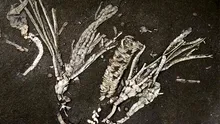 O descoperire extrem de rară: Fosila unei creaturi marine, de 450 de milioane de ani, ascunde țesuturi încă moi