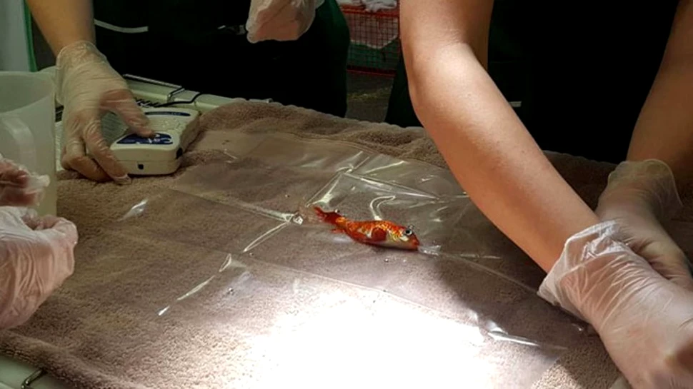 O familie a cheltuit o mică avere pentru a înlătura tumoarea peştişorului auriu pe care îl au de 20 de ani