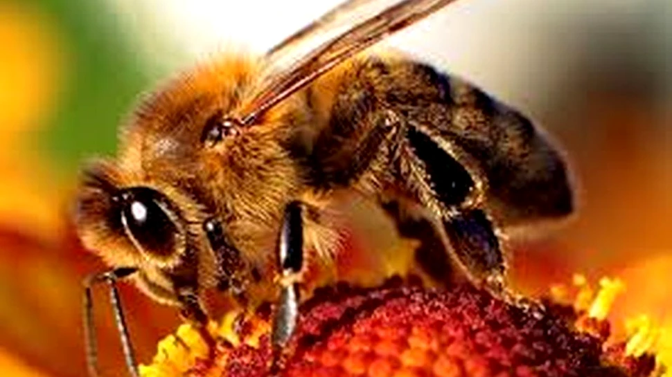 Ce înseamnă, cu adevărat, să fii o albină, insecta fără de care nu ar exista viaţă pe Pământ
