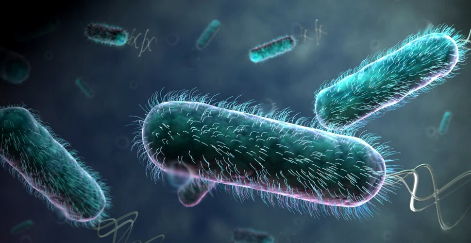Bacteriile rezistente la antibiotice se pot răspândi între animale, oameni și mediul înconjurător