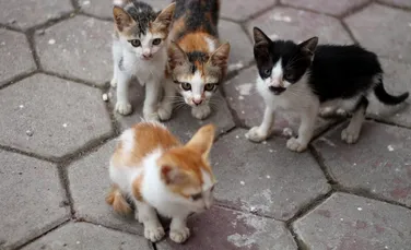 Ce amendă a primit o femeie după ce a abandonat mai mulți pui de pisică?