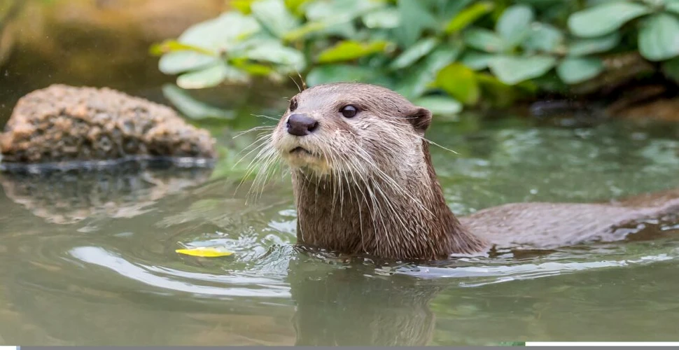 Cea mai mică specie de vidră din lume a fost redescoperită în Nepal după 185 de ani