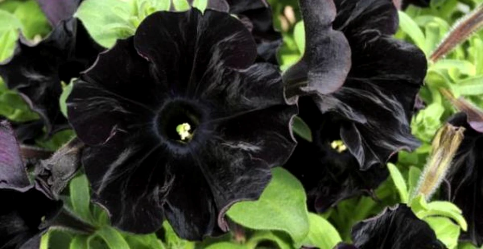 Surprinzatoare si dramatica: petunia neagra