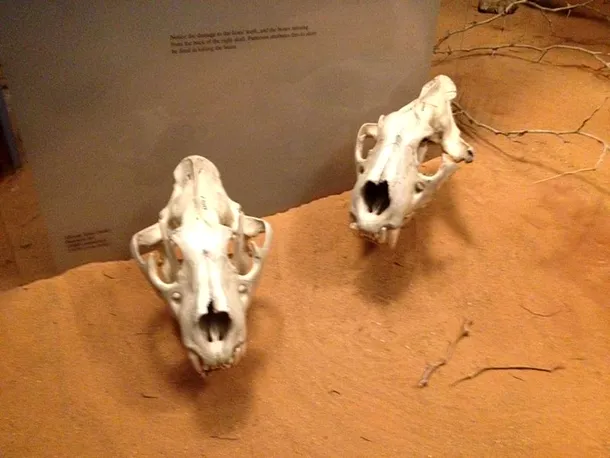 Craniile Fantomei şi Întunericului epsuse în Muzeul din Chicago