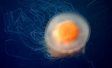 Animale extraordinare: ou prajit sau meduza? (FOTO)