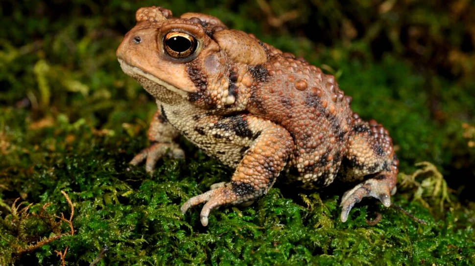 Test de cultură generală. Câte insecte poate mânca o broască într-o zi?