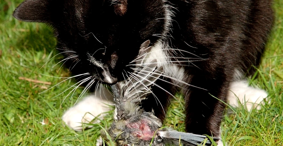 Felinele comit masacre: 20 de miliarde de mamifere sunt ucise anual de pisici!