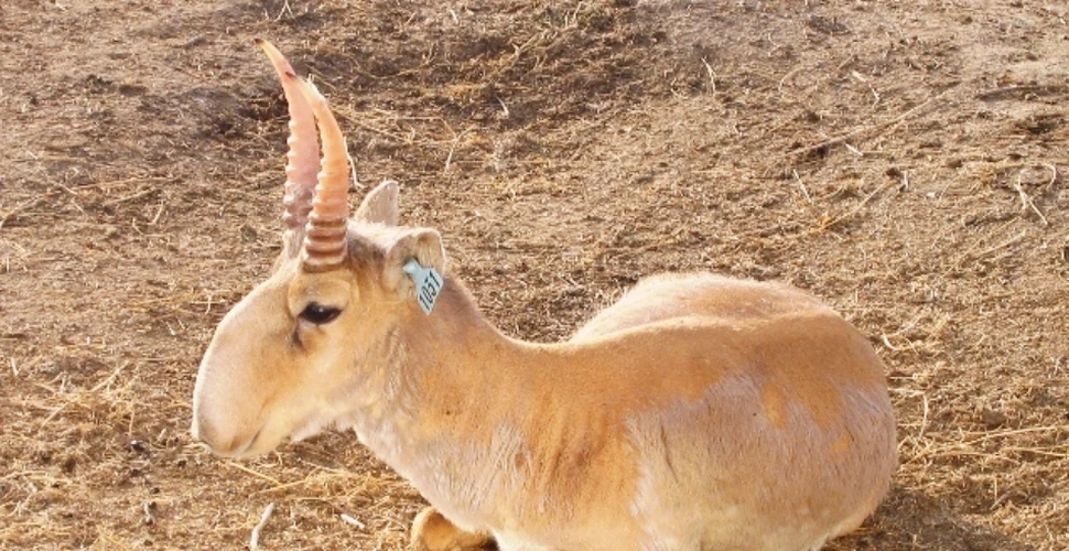 De ce mor în masă antilopele saiga?