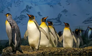 Riscurile meseriei. Un grup de cercetători, afectat de gazul ilariant emanat de dejecțiile pinguinilor