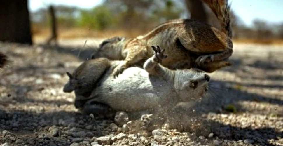 Foto: Cand veveritele pleaca la razboi