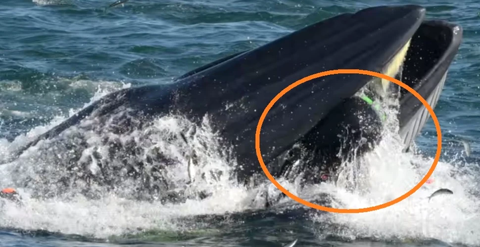 Un biolog marin a scăpat, precum Iona, din fălcile unei balene – VIDEO