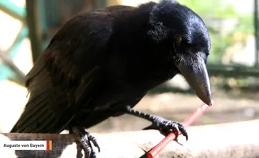 Inteligenţa ciorilor nu încetează să uimească: păsările pot crea unelte compuse din mai multe părţi diferite
