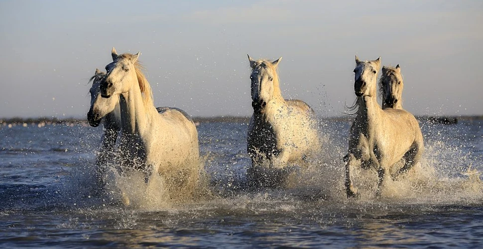 7 mituri comune despre cai care nu sunt adevărate