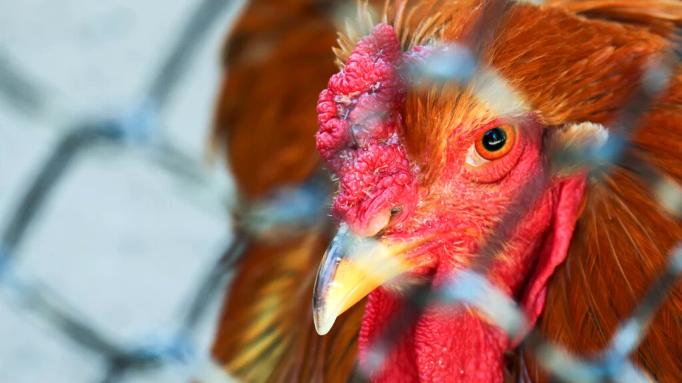 Primul caz de gripă aviară la om transmisă de la vaci