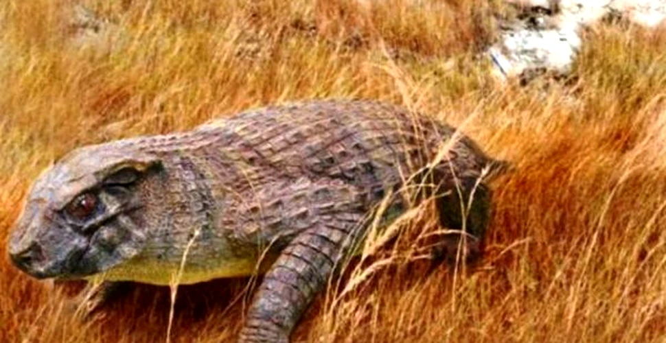Crocodilul erbivor