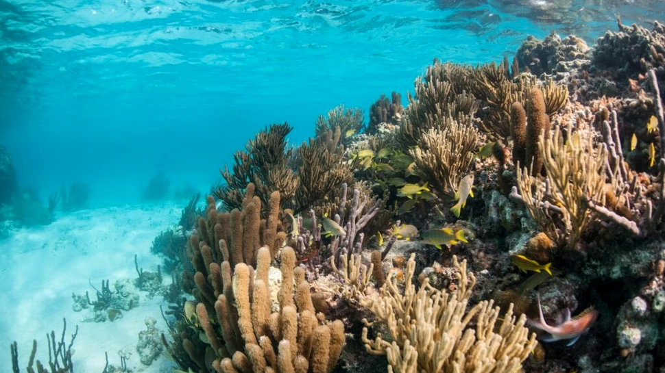 Apele oceanului de pe coasta Floridei au ajuns la temperatura unui jacuzzi