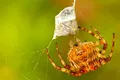 Pânzele de păianjeni sunt pline cu neurotoxine care pot controla sau chiar ucide prada
