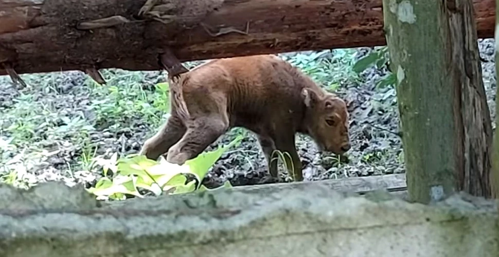 Românaș, noul zimbru născut în rezervația din Hațeg