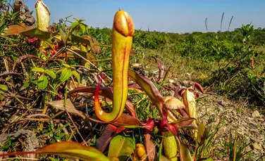 „Nu mai rupeți plantele în formă de penis!”, imploră Ministerul Mediului din Cambodgia
