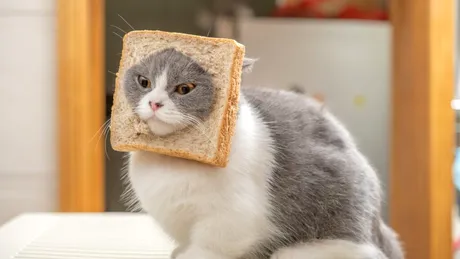 Test de cultură generală. Câte pisici există în lume?