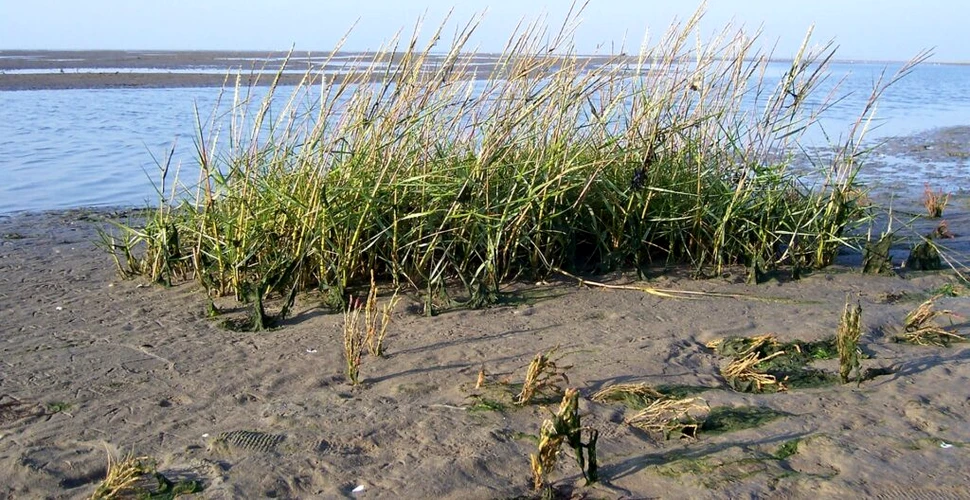 Plantele sunt capabile să producă o moleculă anti-stres. Dar cum reușesc asta?