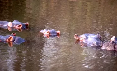 Doi turişti urmăriţi de hipopotami au prins totul pe cameră (VIDEO)