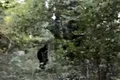 O filmare celebră cu Bigfoot, corectată cu Inteligența Artificială. A fost dezlegat misterul?