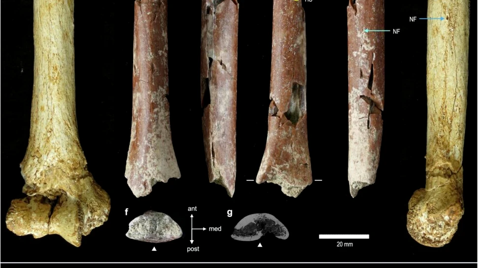Un os incredibil de mic ar putea rezolva un mister din arborele genealogic al oamenilor