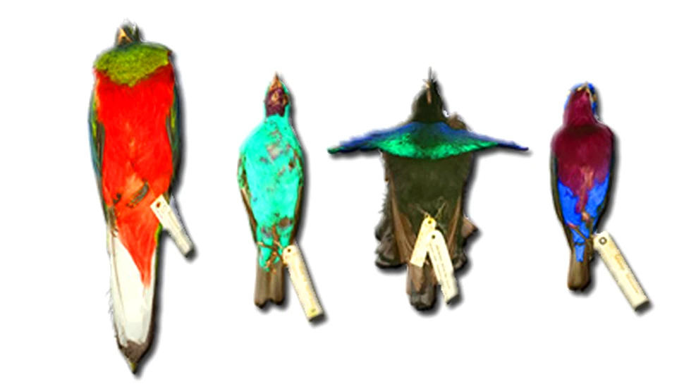 300 de piei de pasari au fost furate dintr-un muzeu britanic