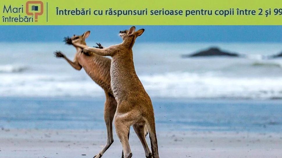 Care animal are trei vagine?