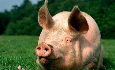 Plamanii de porc vor fi transplantati la oameni