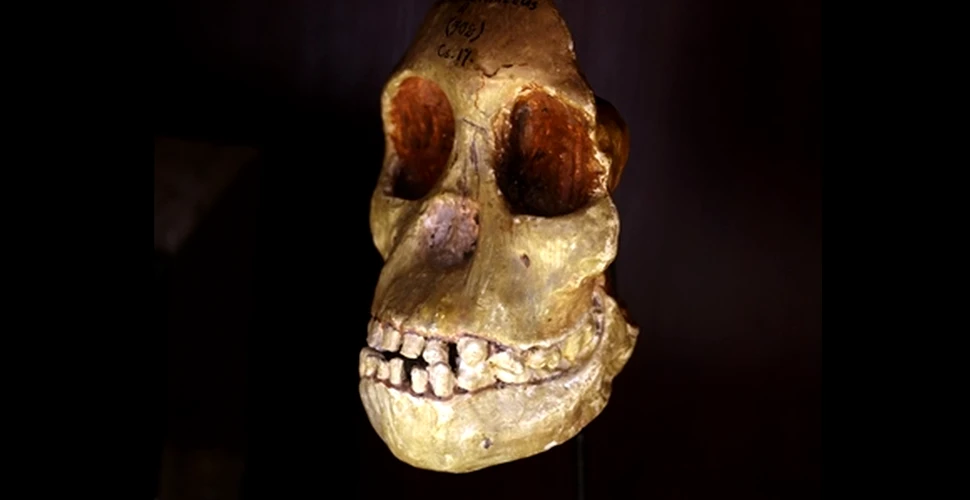 Cercetătorii au descifrat misterul craniului „copilului din Taung”, vechi de 3 milioane de ani (FOTO)