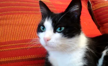 ”Mici – Pisica Cetăţii”, felina devenită vedetă în Oradea. Are şi pagină de Facebook