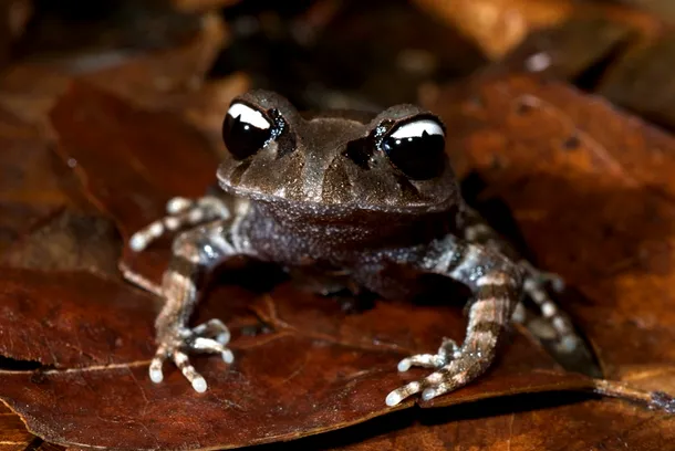 Leptobrachium leucops - o broască frapantă prin ochii săi alb-negru.