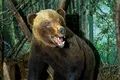 Caz misterios în Canada: Un urs împăiat, de 3,6 metri și 225 de kilograme, a dispărut fără urmă