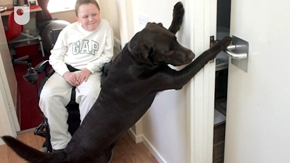 Computerul pentru căţei le permite să aprindă lumina, să pornească maşina de spălat şi să răspundă la telefon (VIDEO)