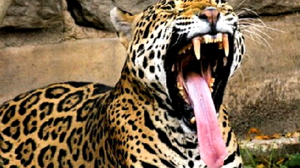 El este Mick Jaguar