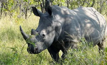 Ultima aparare impotriva braconajului: otravirea coarnelor de rinocer
