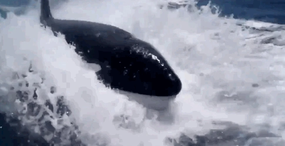 Imagini impresionante cu mai multe balene ucigaşe care urmăresc o barcă cu motor (VIDEO)