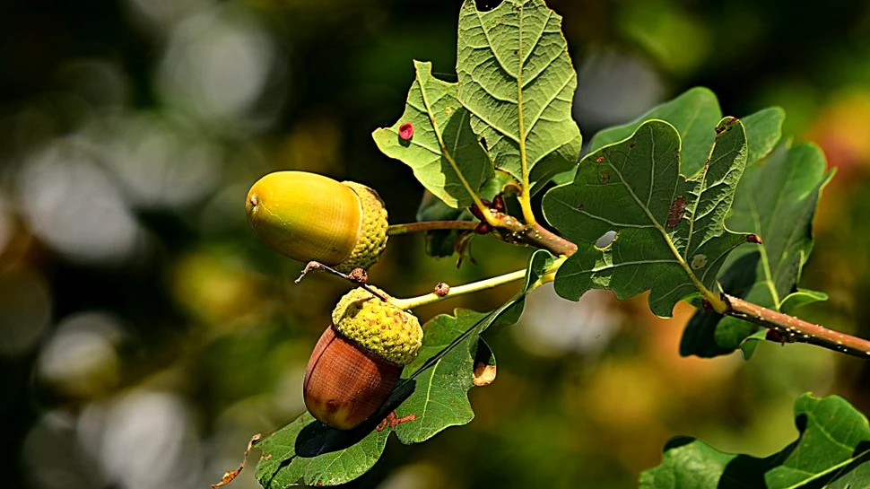 Cel mai bătrân copac din lume, un stejar vechi de 13.000 de ani, s-a „clonat” singur