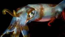 Acidificarea oceanelor ar putea micșora creierul calamarilor cu aproape 50%