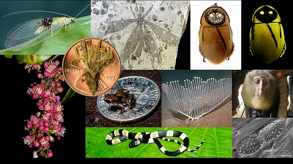 Top 10 specii noi descoperite în 2012
