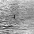 O nouă teorie încearcă să explice legenda monstrului din Loch Ness. Ce ar putea fi, de fapt, Nessie?