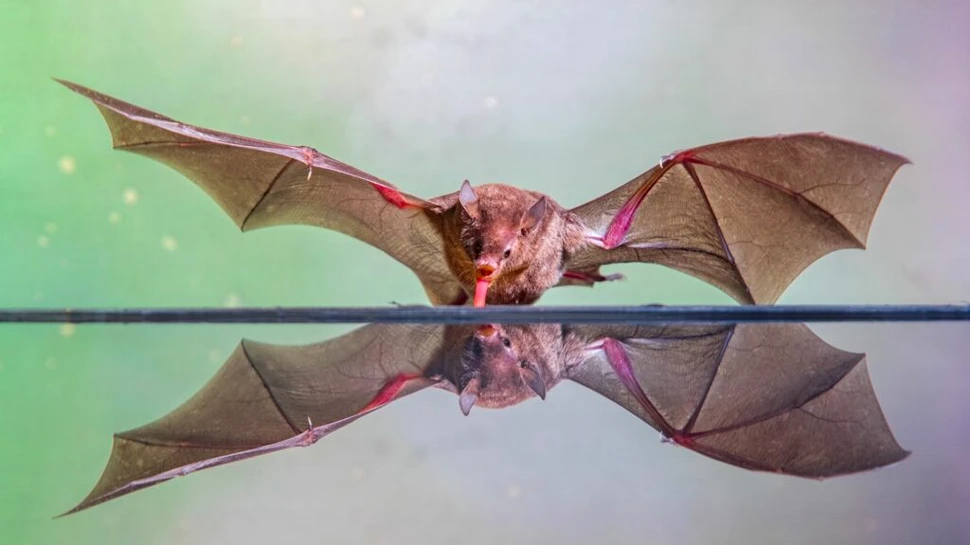 Noi studii sugerează că liliecii au trăsături de personalitate