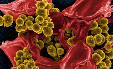 Oamenii de știință au descoperit cum să trateze infecțiile fără antibiotice
