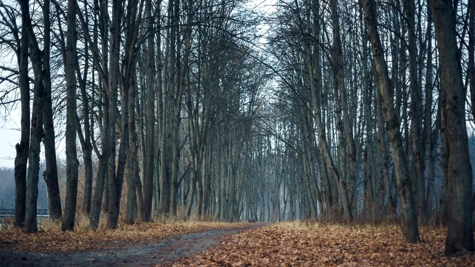 Prognoza ANM: Cum va fi vremea în noiembrie și ce temperaturi vom avea pe 1 Decembrie?