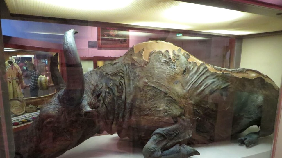 Ce au simțit cercetătorii care au mâncat un bizon mumificat în 1984?